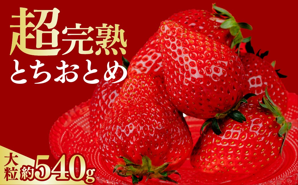 いちご イチゴ 苺 とちおとめ 第2回いちご選手権金賞 ブランドいちご ストロベリー 完熟 甘い あまい 果物