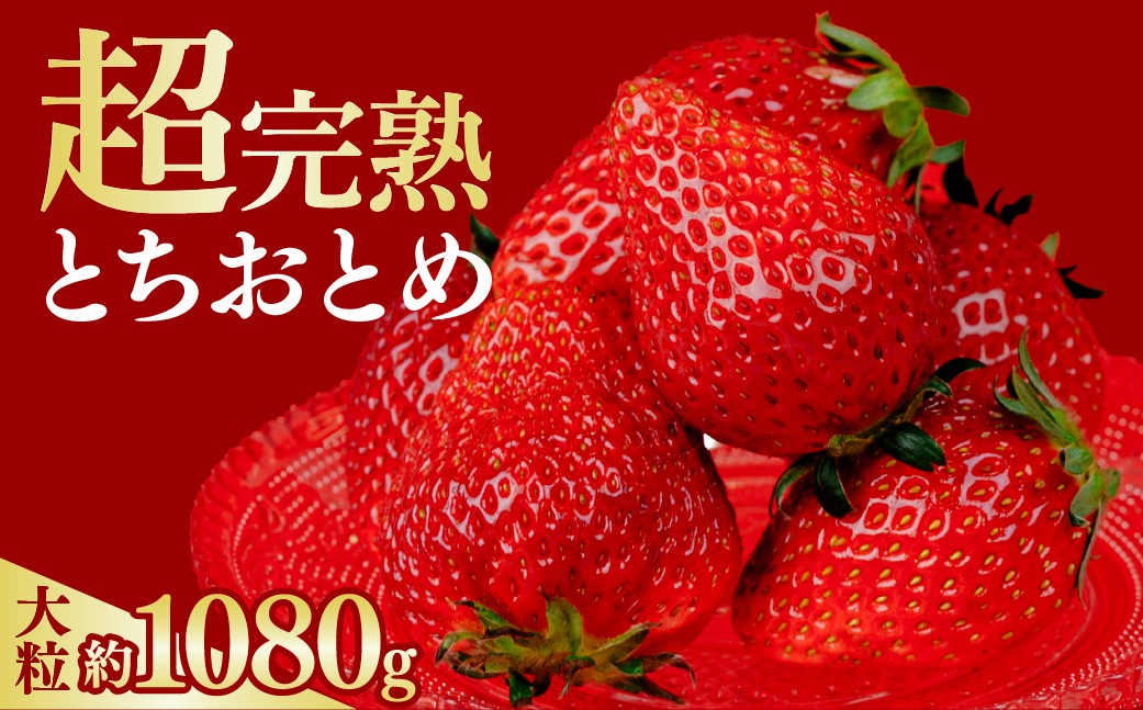 いちご イチゴ 苺 とちおとめ 第2回いちご選手権金賞 ブランドいちご ストロベリー 完熟 甘い あまい 果物