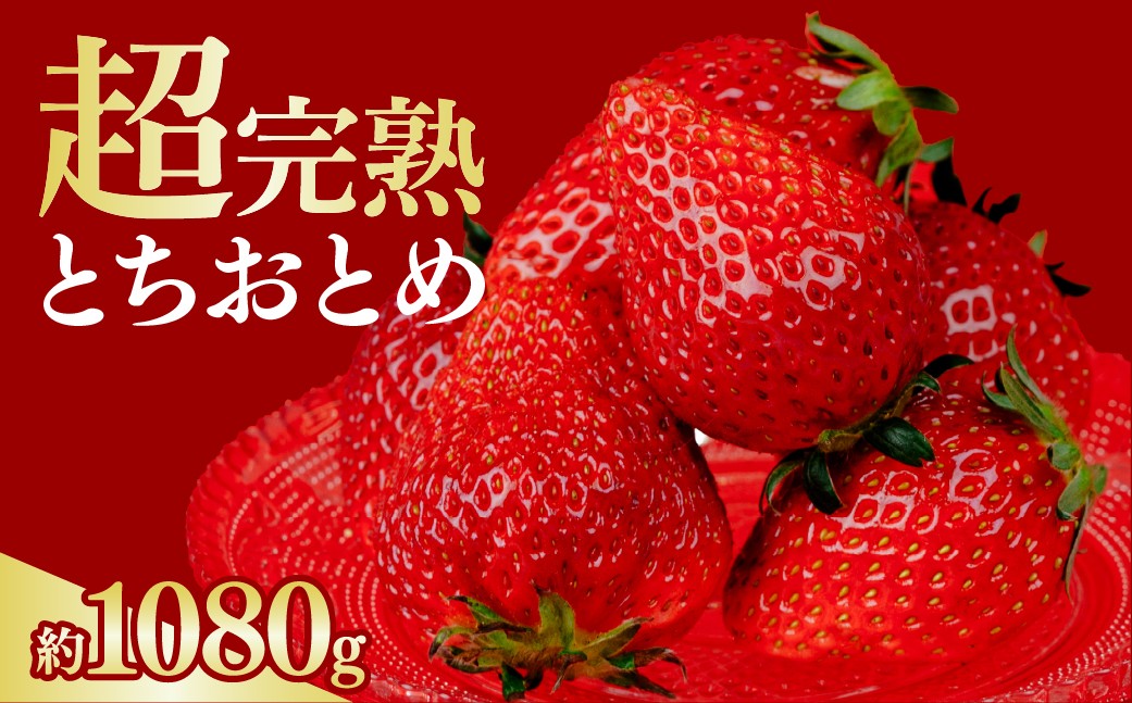 いちご イチゴ 苺 とちおとめ 第2回いちご選手権金賞 ブランドいちご ストロベリー 完熟 甘い あまい 果物