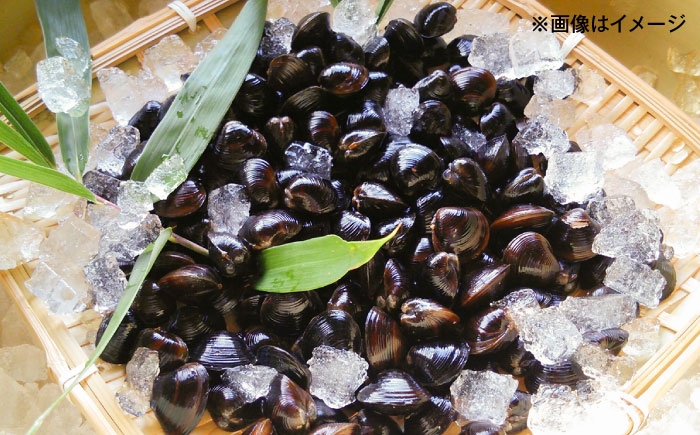 しじみ シジミ 蜆 しじみ汁 味噌汁 みそ汁 宍道湖 しんじ湖 宍道湖名産 砂抜き 砂出し