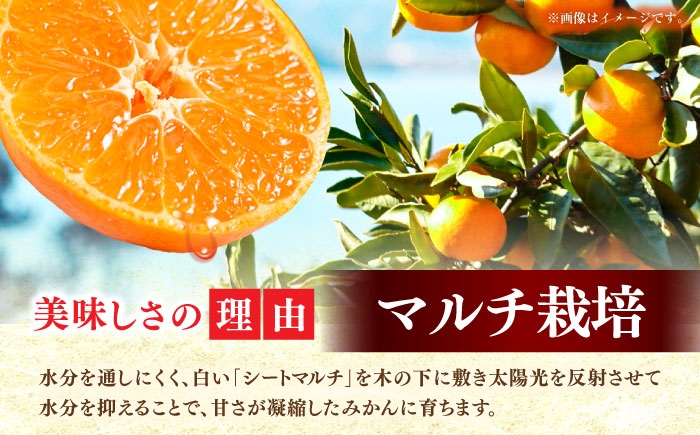 柑橘 果物 フルーツ みかん ミカン 温州みかん うんしゅうみかん 産地直送 長崎県産 長与町産 九州 新鮮