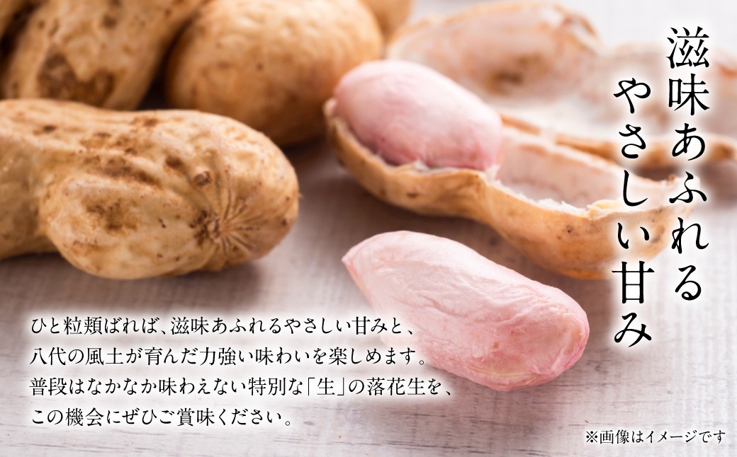 八代の風土が育んだ力強い味わいを楽しめます。
普段はなかなか味わえない特別な「生」の落花生を、この機会にぜひご賞味ください。