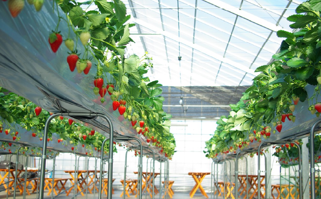 いちご あまりん 1箱 贈答用 食べチョクいちごグランプリ2025金賞受賞 | あまりん いちご イチゴ 苺 ストロベリー