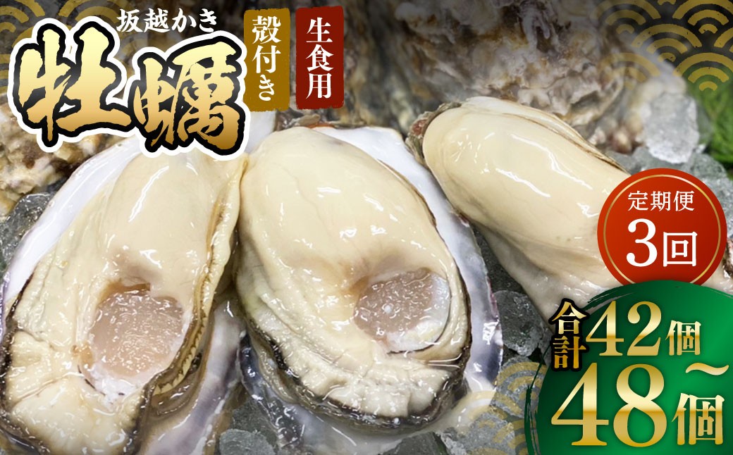 【3回定期便】 牡蠣 生食用 坂越かき 殻付き 42～48個