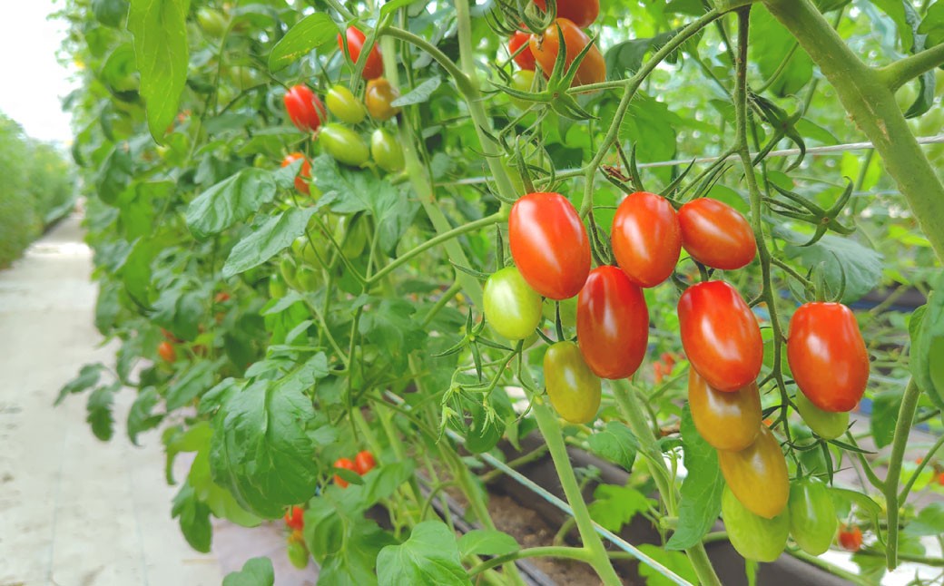 ミニトマト 「 北海道ルビー 」 約3kg バラ