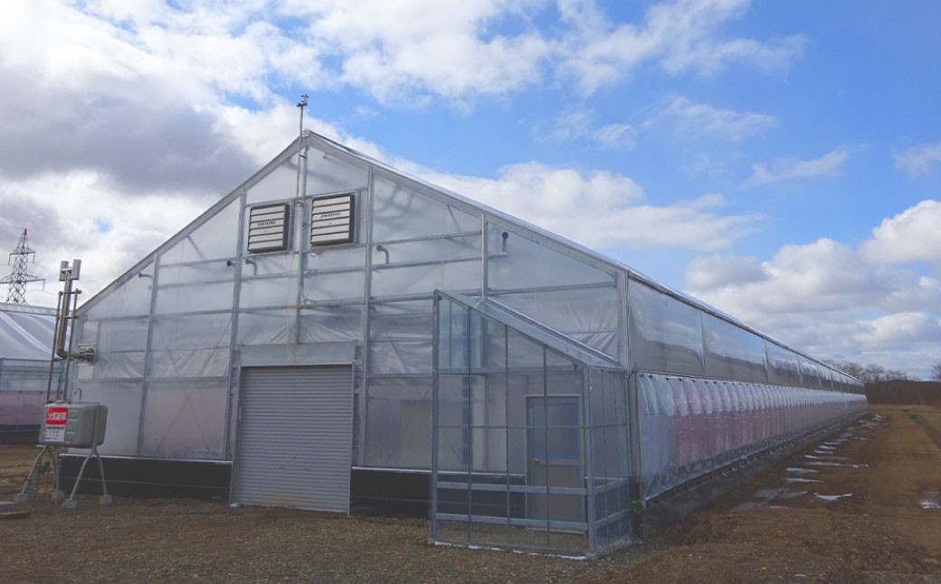 ミニトマト 「 北海道ルビー 」 約1kg （ 6パック ）