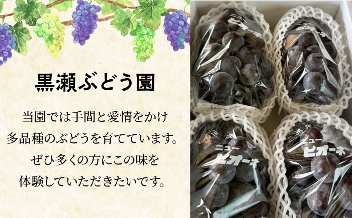 種なし ぶどう ニュー ピオーネ フルーツ 果物 種無し ブドウ 葡萄 シャイン ギフト 贈答 三次