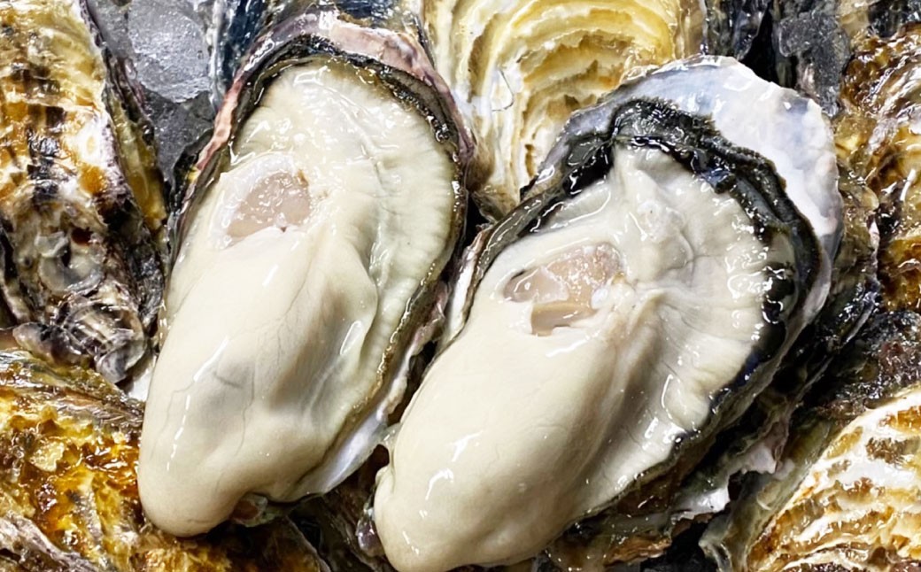 牡蠣 生食用 坂越かき 殻付き 16～18個