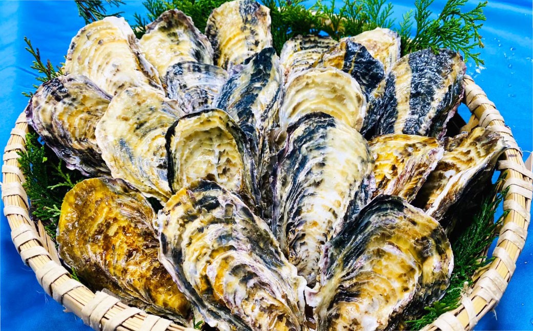 牡蠣 生食用 坂越かき 殻付き 42～48個