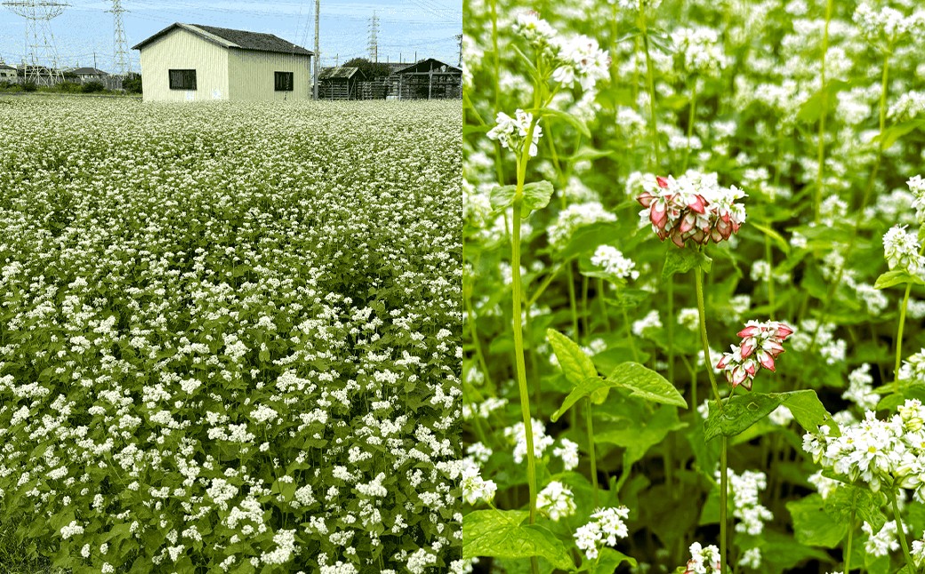 泉州蕎麦 阪南地産 十割蕎麦（春のいぶき） つゆ付き2人前（100g×2袋）【2025年12月31日着】