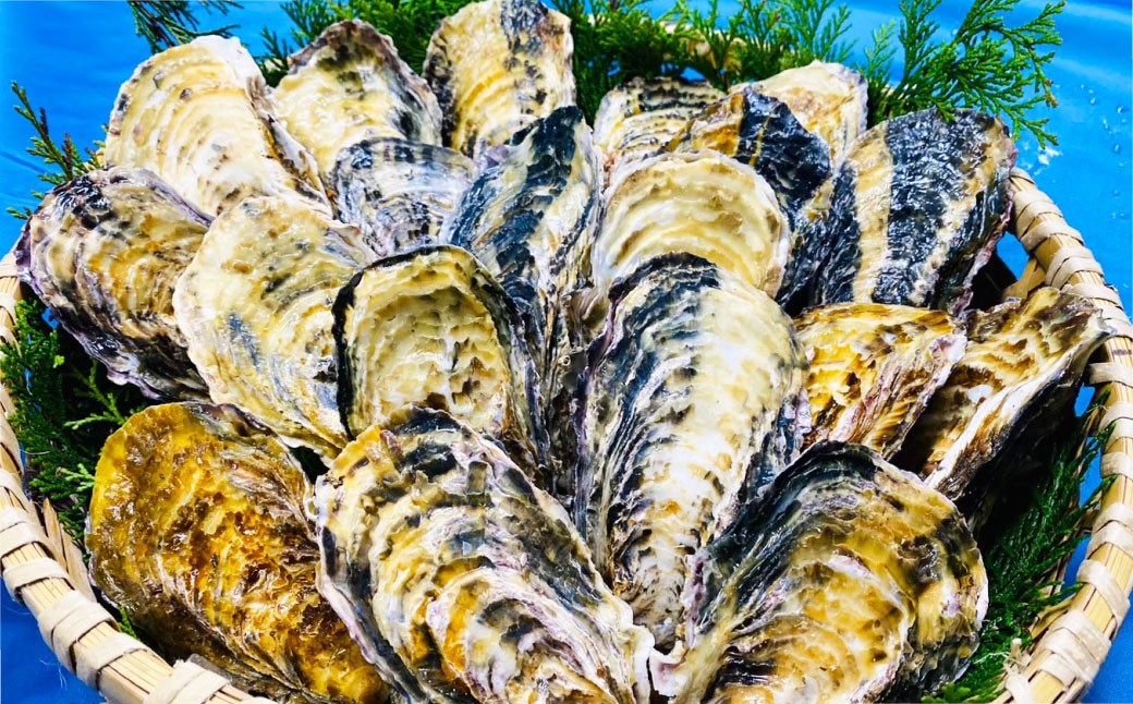 【3回定期便】 牡蠣 生食用 坂越かき 殻付き 20～25個