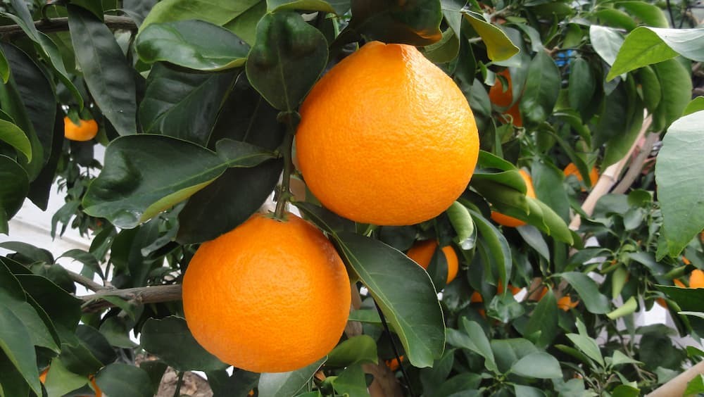 愛媛が誇るブランドみかん「紅まどんな」