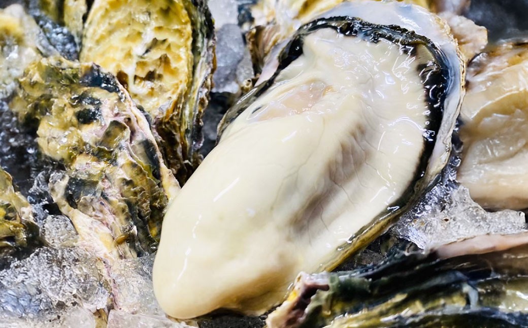 牡蠣 生食用 坂越かき 殻付き 20～25個