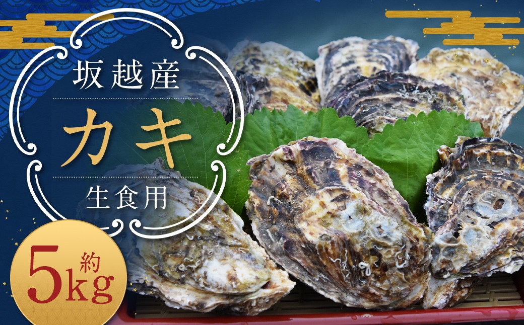 坂越産カキ 生食用 殻付 約5kg