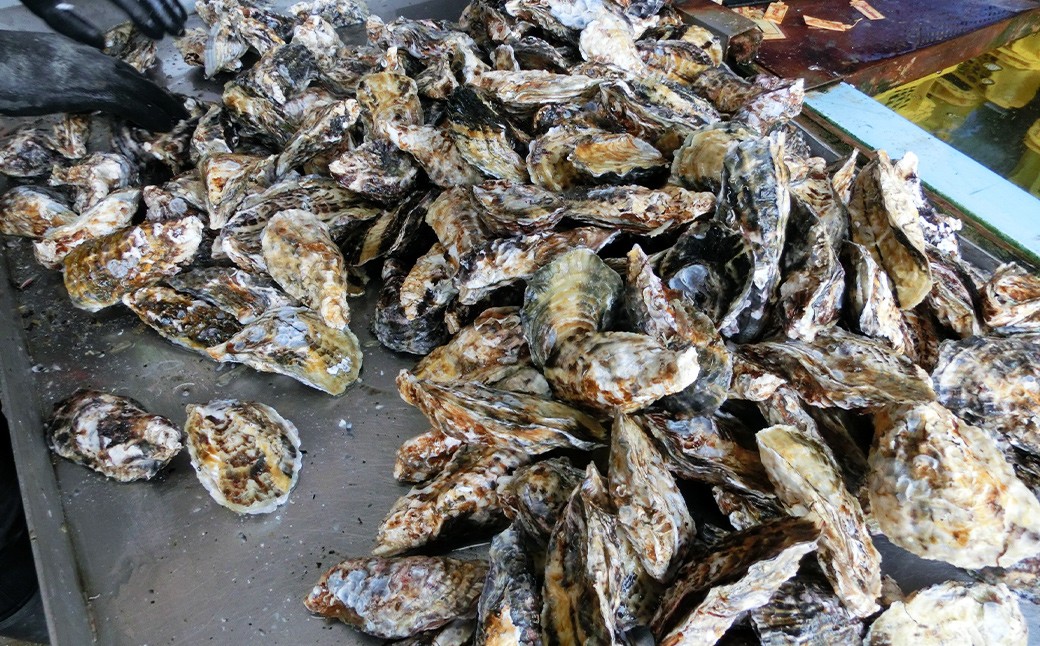 坂越産カキ 生食用 殻付 約5kg