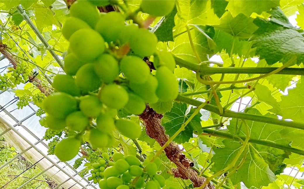 ご家庭用シャインマスカット 約1kg