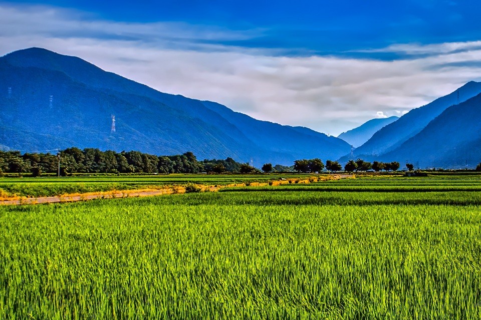 信州米 こしひかり 白米