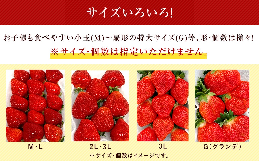 【3回定期便】 うるう農園のあまおう サイズ色々4パック