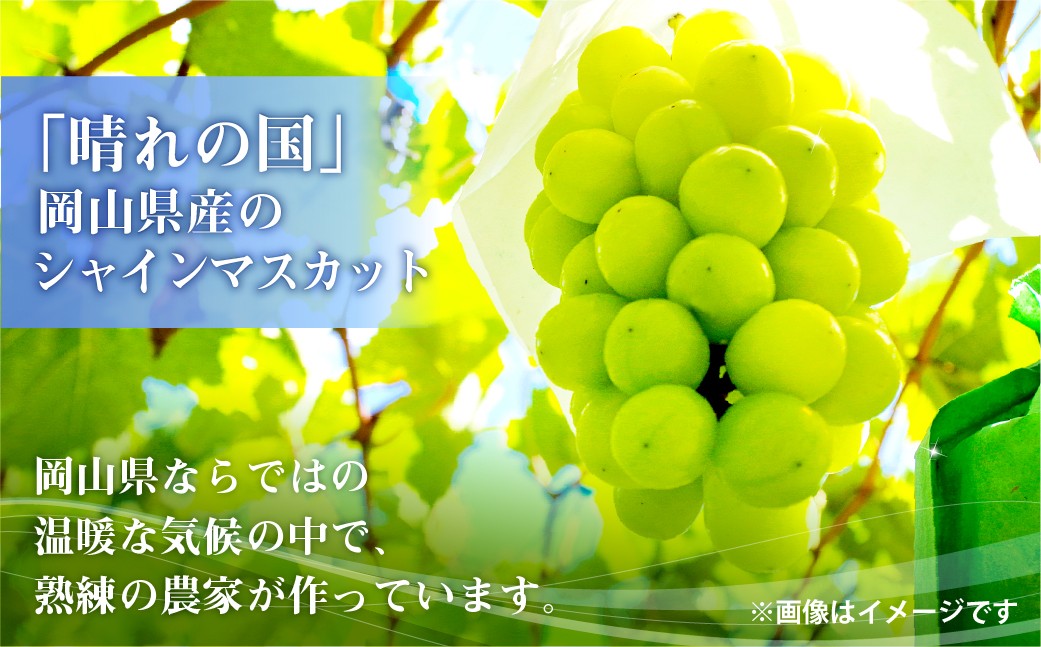 ご家庭用 シャインマスカット 1～3房（約1.6kg以上）