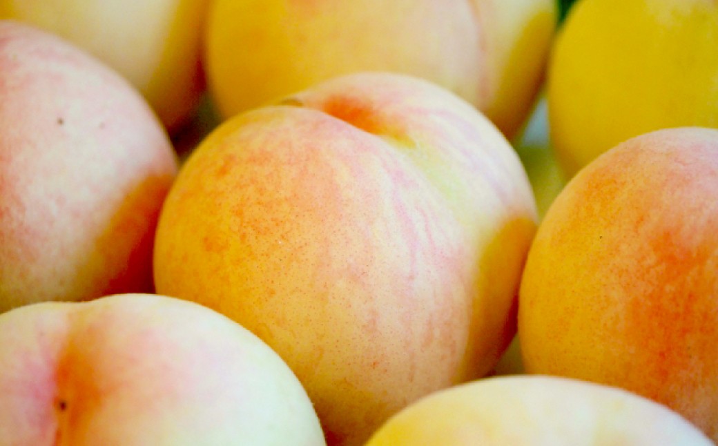 もっとも旬な桃をお届け 岡山の桃 3.6キロ