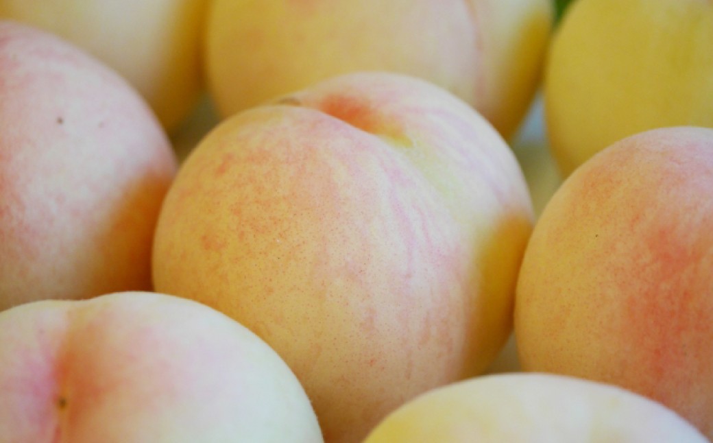 もっとも旬な品種の桃をお届け 岡山の桃 2kg