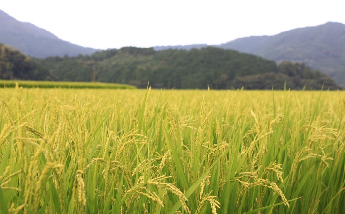 白米 米 お米 精米 新米 ゆめつくし ご飯 ごはん おこめ 弁当 お弁当