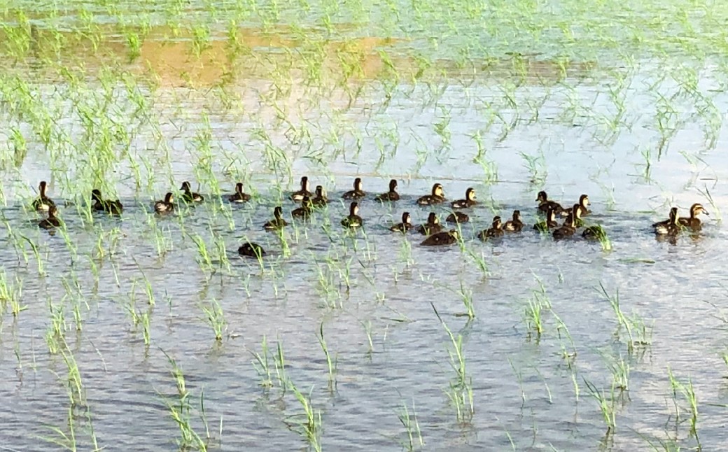 あらけ農園の 合鴨米 くまさんの輝き 玄米 5kg