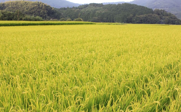 白米 米 お米 精米 新米 ゆめつくし ご飯 ごはん おこめ 弁当 お弁当