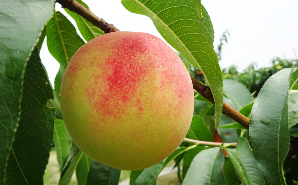 もっとも旬な桃をお届け 岡山の桃 3.6キロ