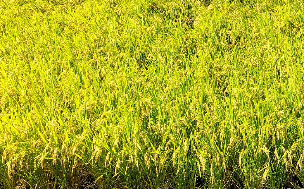 あらけ農園の 合鴨米 くまさんの輝き 玄米 10kg