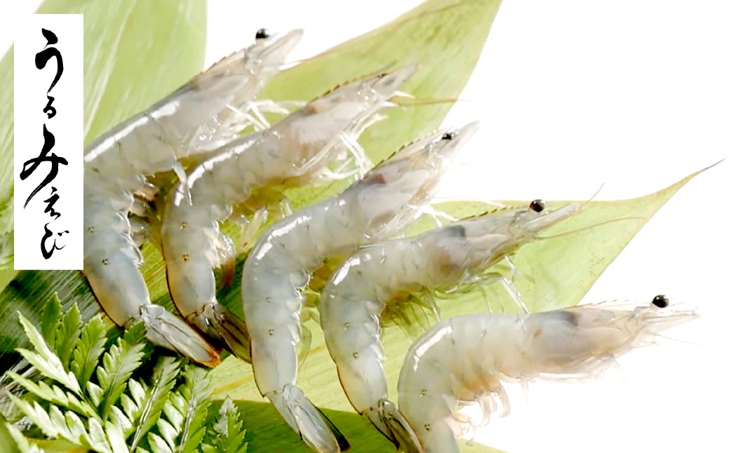 うるみえび （冷凍） SS～4Lサイズ ランダム 約400g