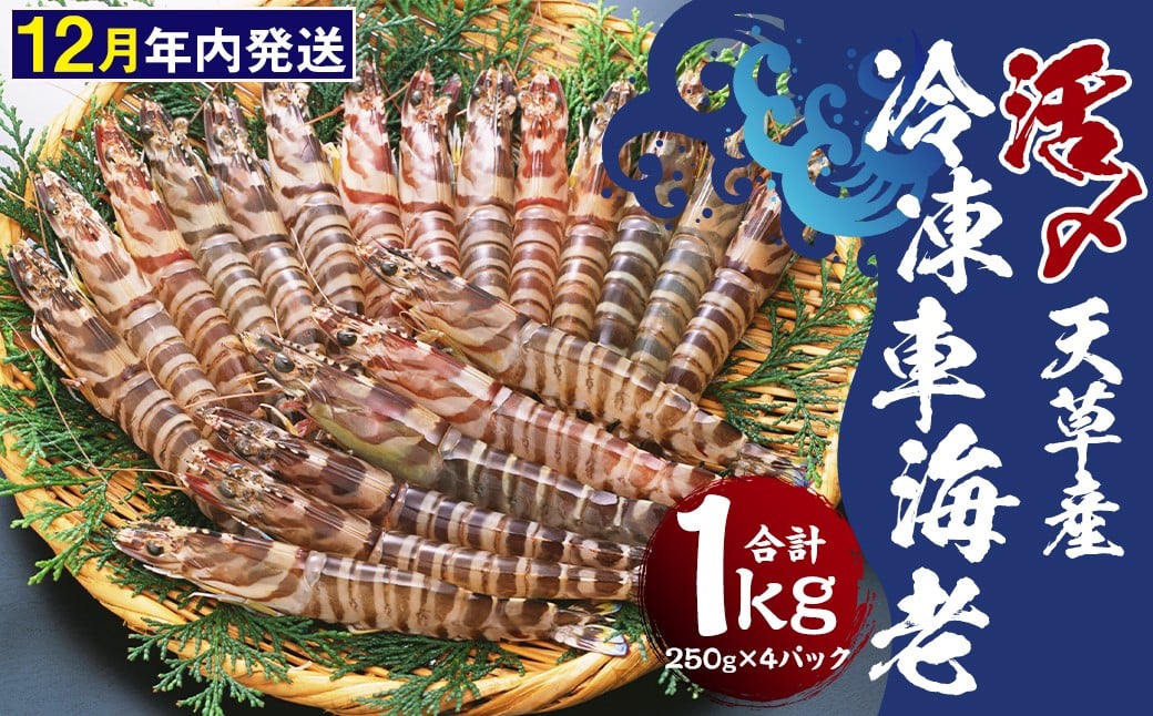 天草産 活 〆冷凍 車海老 250g×4パック (28～40尾入り) 