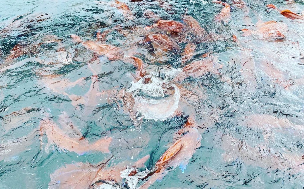 ゆうこう真鯛の胡麻ダレ海鮮丼の素 4食分 計280g(70g×4袋)