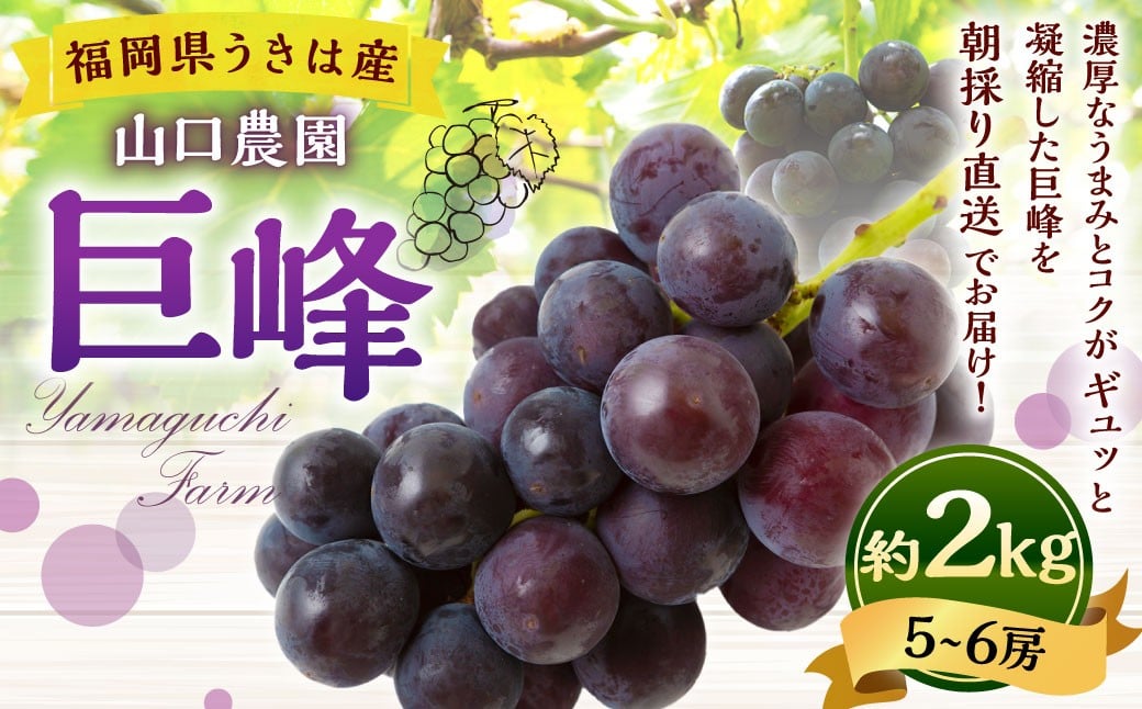 【先行予約】山口農園 巨峰 5～6房（約2kg）