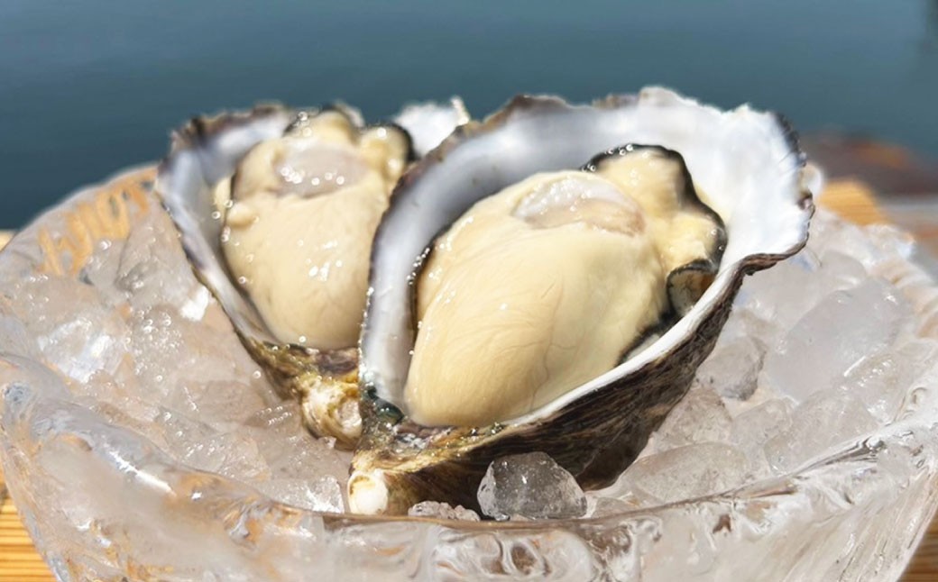 牡蠣 SAKOSHI 生食用 殻付き 9個～14個 （牡蠣ナイフ付き）