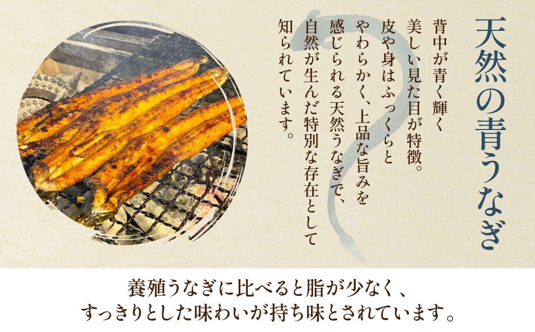 天然の青うなぎ