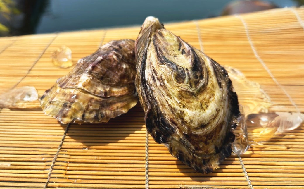 牡蠣 SAKOSHI 生食用 殻付き 18個～24個 （牡蠣ナイフ付き） 