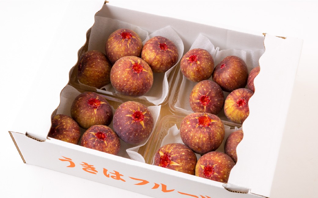 いちじく（とよみつひめ）8パック【2026年7月下旬～8月下旬発送予定】