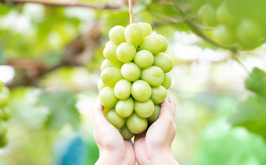 ご家庭用シャインマスカット3～5房（2kg以上）【2026年8月下旬から10月上旬頃発送予定】