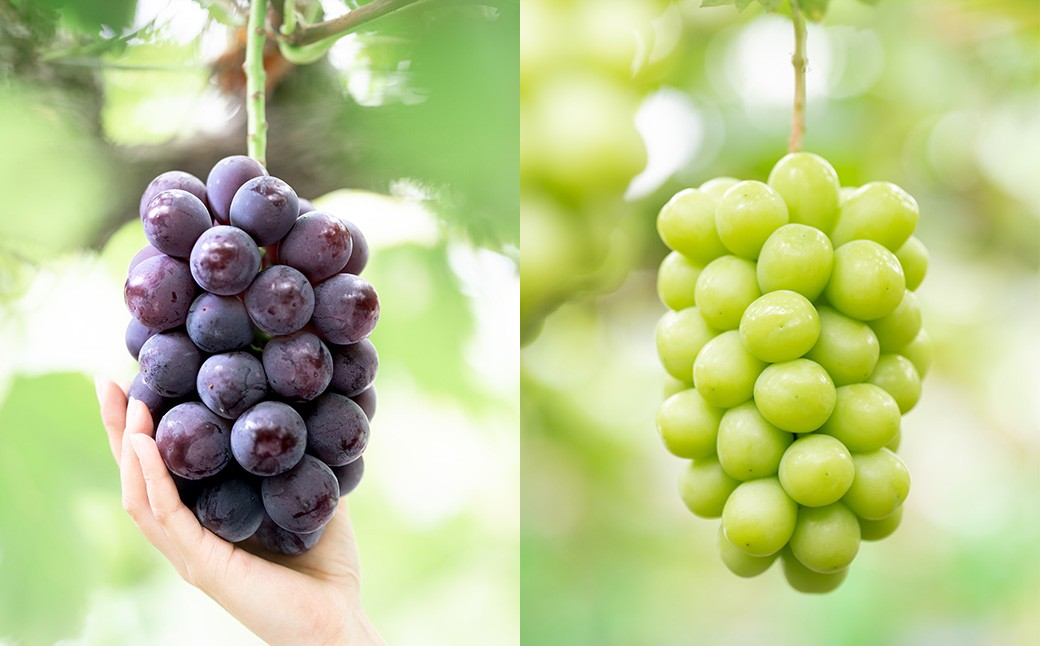 【2回定期便】ピオーネ or オーロラブラック  3～5房（2kg以上）&シャインマスカット 3～5房（2kg以上）