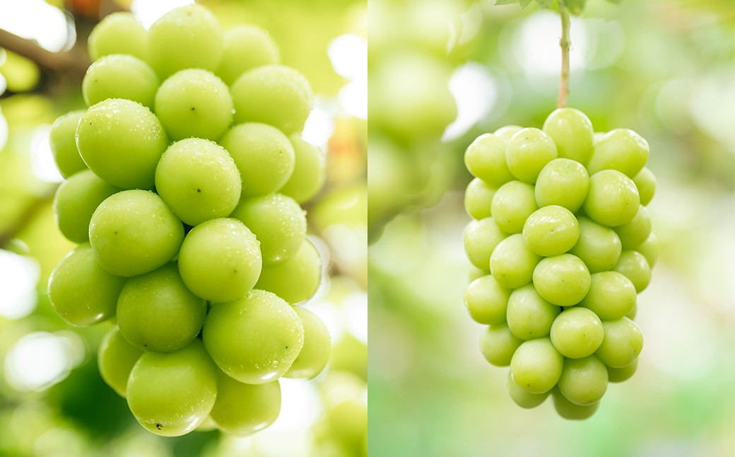 プレミアム大粒シャインマスカット2房（1.3kg以上）【2026年8月下旬から10月上旬頃発送予定】