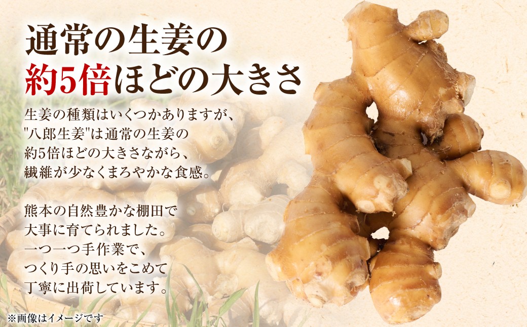 通常の生姜の約5倍ほどの大きさながら、繊維が少なくまろやかな食感。