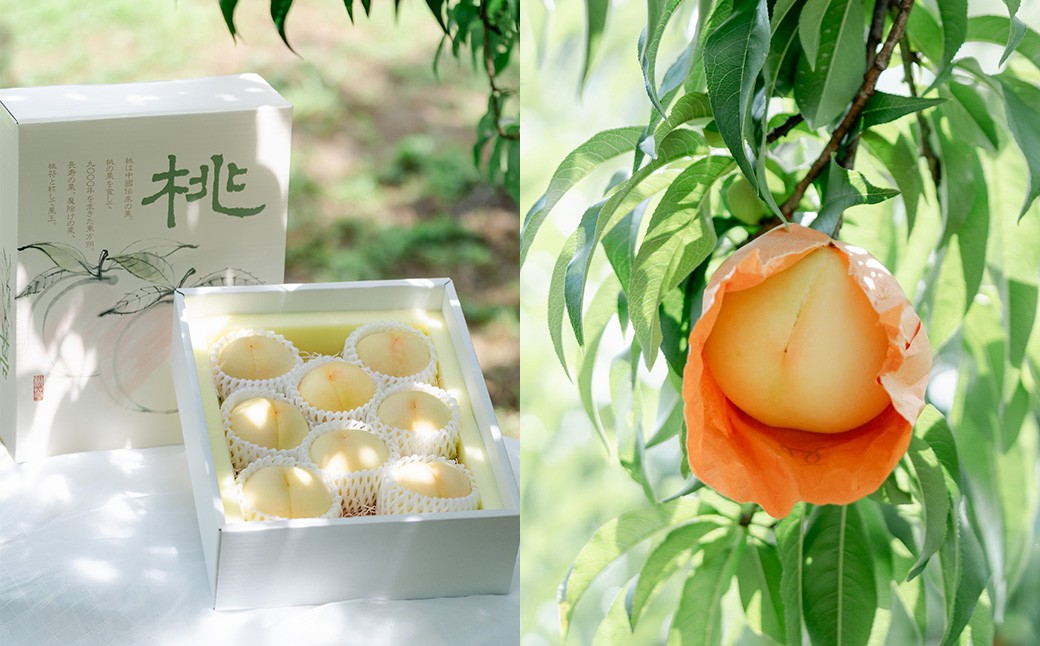 岡山白桃（2～３玉）&シャインマスカット&黒系ぶどう（1.5kg以上）の詰め合わせ