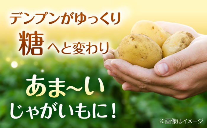 じゃがいも ジャガイモ 芋 メークイン 野菜