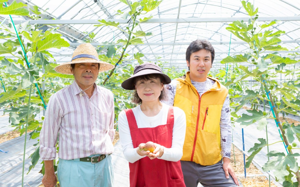 いちじく（とよみつひめ）8パック【2026年7月下旬～8月下旬発送予定】