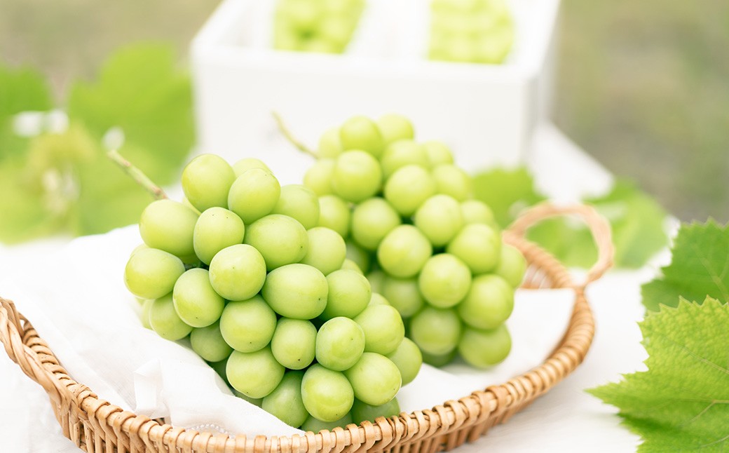 おまかせぶどう 3品種 詰め合わせ 2kg（3～6房）