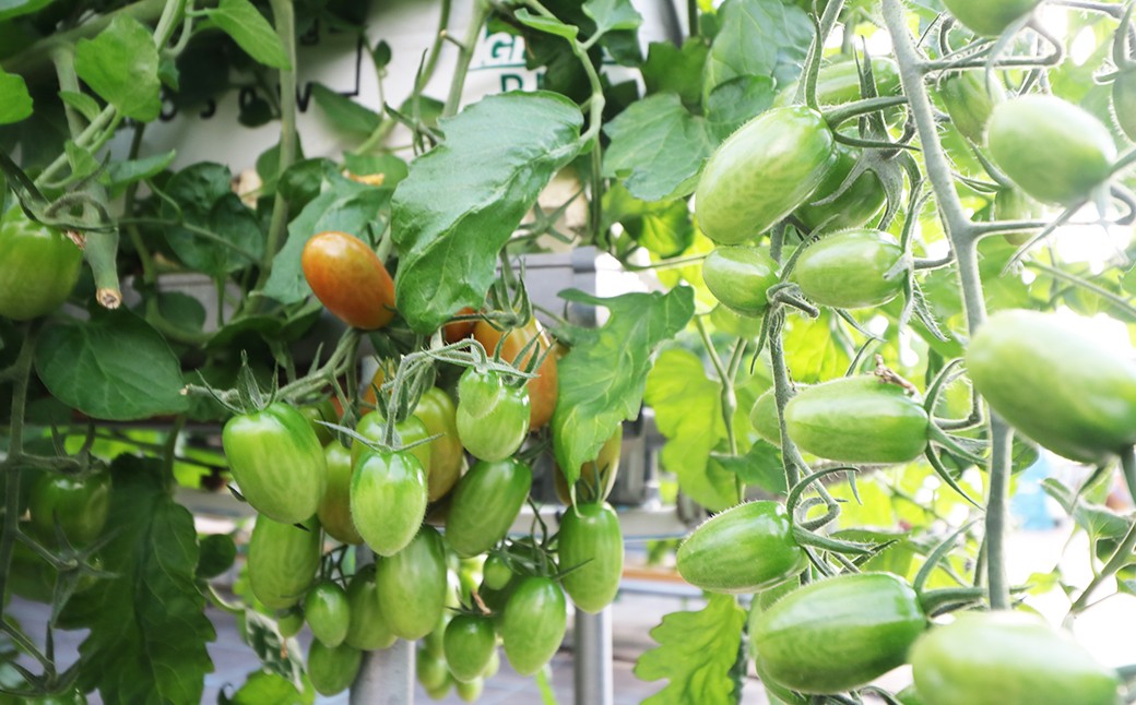 肥料濃度を抑えた低EC栽培でトマト本来の味を引き出し、ミネラルをたっぷり与えることで味わい深いトマトに仕上がっています。