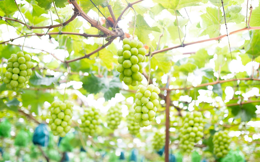 シャインマスカット2房（1kg以上）【2026年8月下旬から10月上旬頃発送予定】