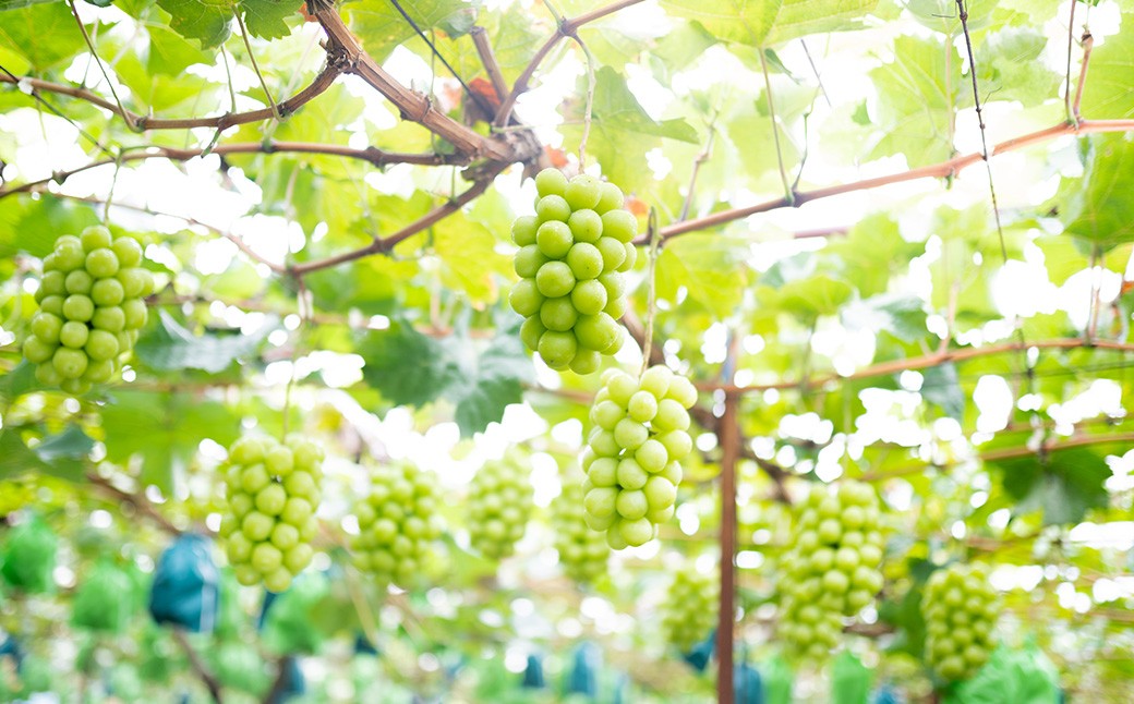 【2回定期便】プレミアム大粒・大房 シャインマスカット 2房（1.2kg以上）