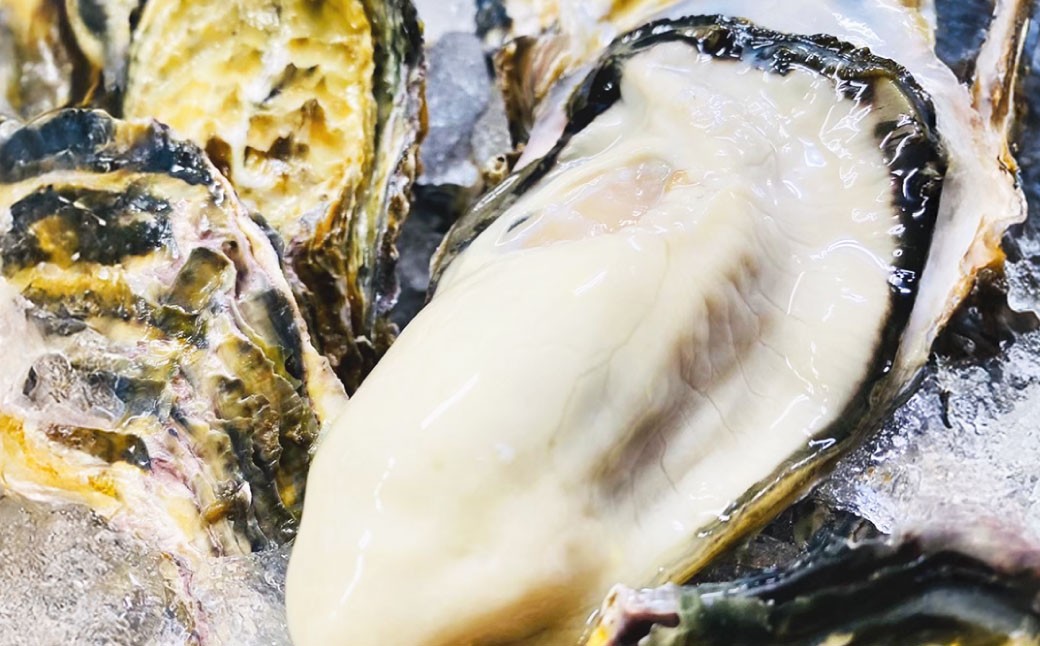 牡蠣 坂越かき 殻付き 20個～25個 ＋ むき身200g （牡蠣ナイフ付き）